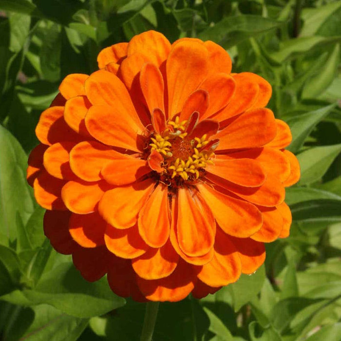 Peachy Keen Zinnia Seed Mix|Zinnia Seeds Orange King