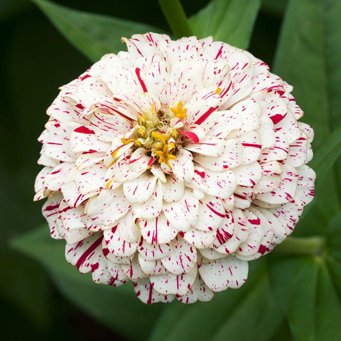 Peppermint Stick Zinnia Seeds|Zinnia Seed Peppermint Stick