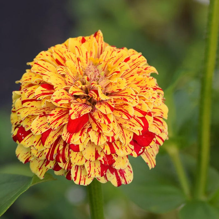 Peppermint Stick Zinnia Seeds|Zinnia Seeds Peppermint Stick