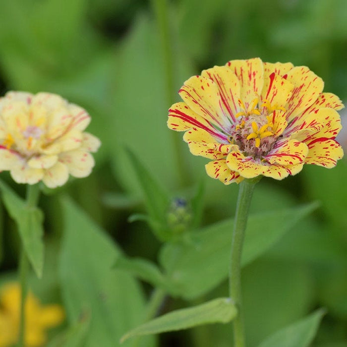 Peppermint Stick Zinnia Seeds|Mixed Zinnia Seeds Peppermint Stick, Zinnia elegans
