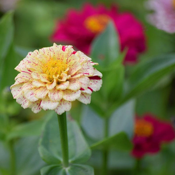 Peppermint Stick Zinnia Seeds|Mixed Zinnia Seeds Peppermint Stick, Zinnia elegans