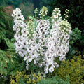 Percival Delphinium|Percival Delphinium, Delphinium species
