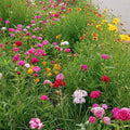 Perennial Curb Appeal Wildflower Seed Mix|Perennial Curb Appeal Wildflower Seed Mix
