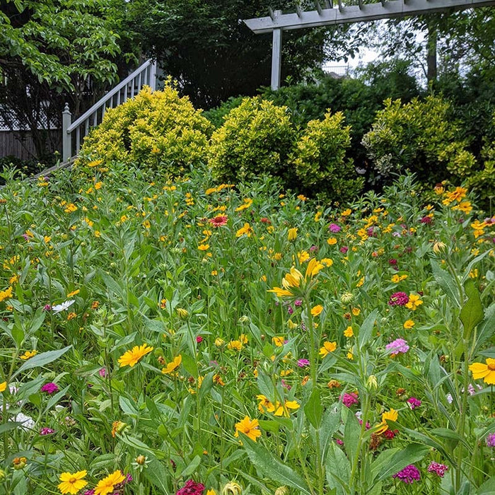 Perennial Curb Appeal Wildflower Seed Mix|Perennial Curb Appeal Wildflower Seed Mix