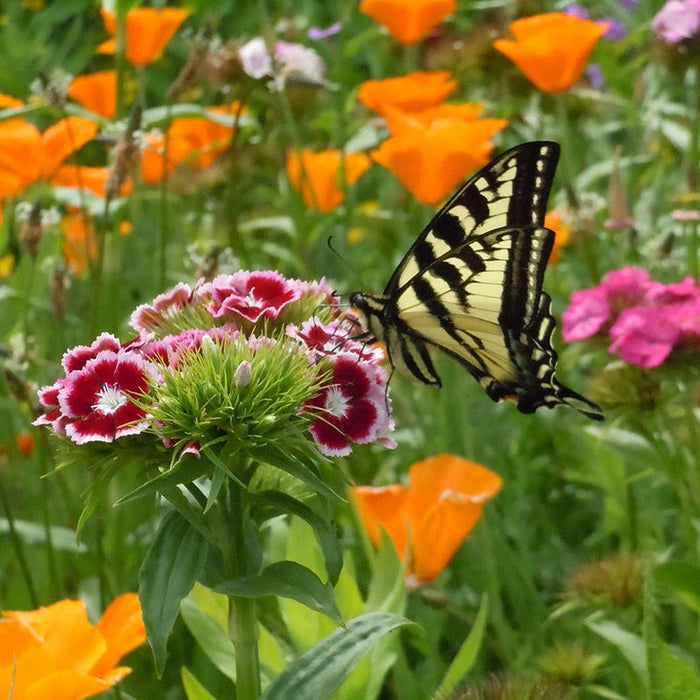 Perennial Curb Appeal Wildflower Seed Mix|Perennial Curb Appeal Wildflower Seed Mix