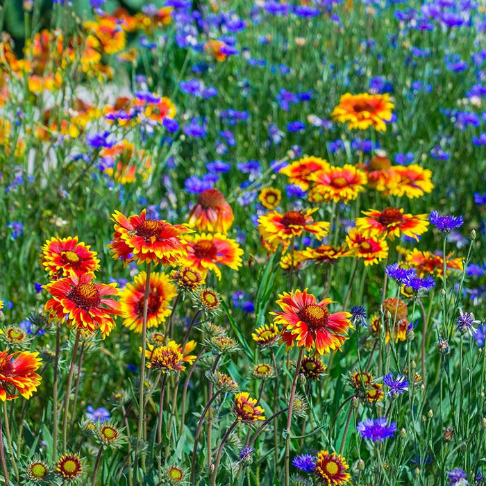 Perennial Curb Appeal Wildflower Seed Mix|Perennial Curb Appeal Wildflower Seed Mix