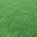Perennial Rye Grass Seeds|Perennial Rye Grass Seeds, Lolium perenne, Perennial Rye Grass
