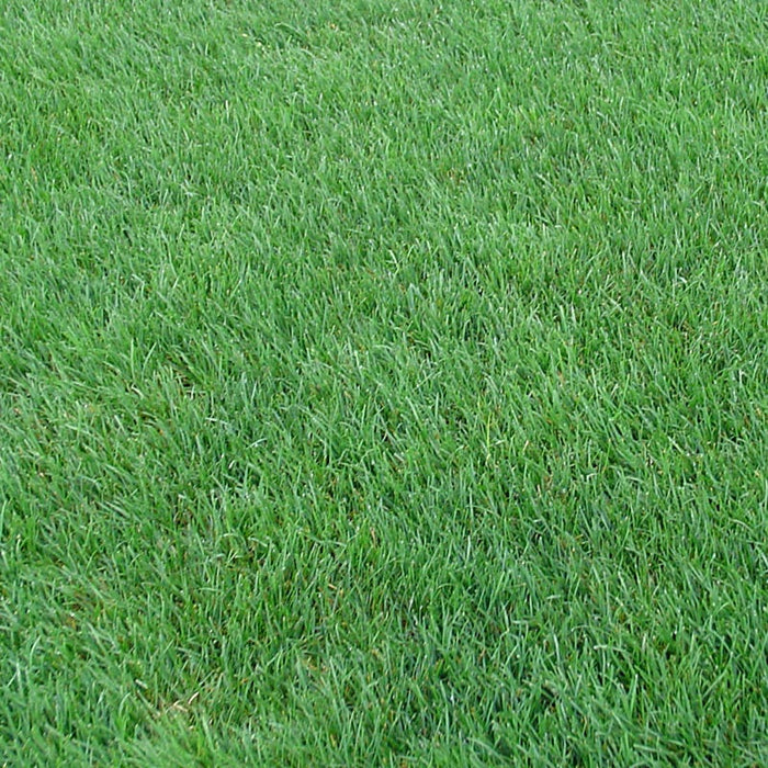 Perennial Rye Grass Seeds|Perennial Rye Grass Seeds, Lolium perenne, Perennial Rye Grass