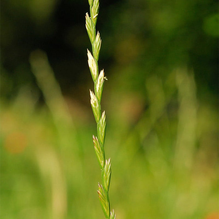 Perennial Rye Grass Seeds|Perennial Rye Grass Seeds, Lolium perenne, Perennial Rye Grass