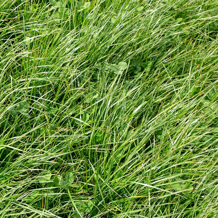 Perennial Rye Grass Seeds|Perennial Rye Grass Seeds, Lolium perenne, Perennial Rye Grass