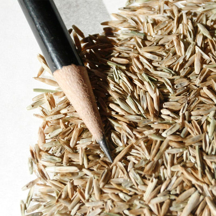 Perennial Rye Grass Seeds|Perennial Rye Grass Seeds, Lolium perenne, Perennial Rye Grass