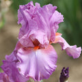 Persian Berry Reblooming Bearded Iris|Persian Berry Reblooming Bearded Iris