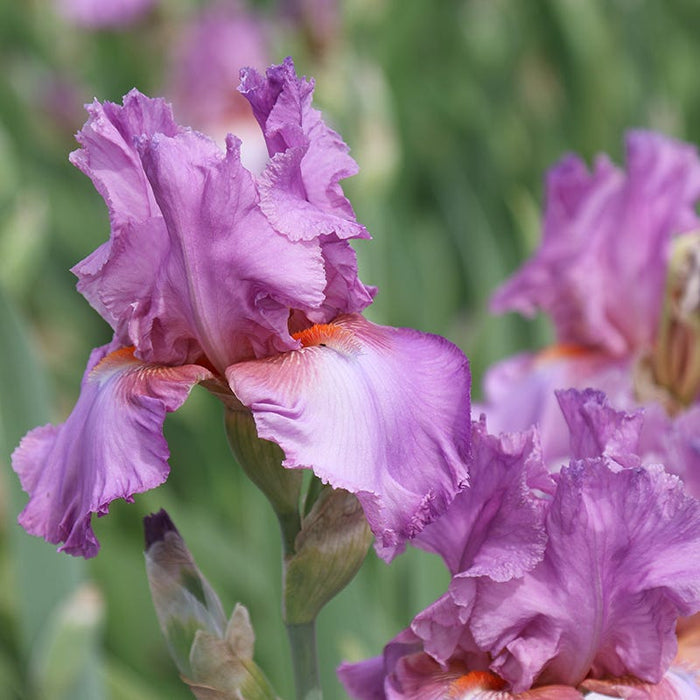 Persian Berry Reblooming Bearded Iris|Persian Berry Reblooming Bearded Iris