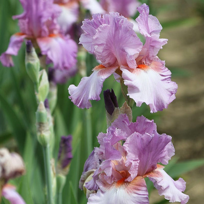 Persian Berry Reblooming Bearded Iris|Persian Berry Reblooming Bearded Iris
