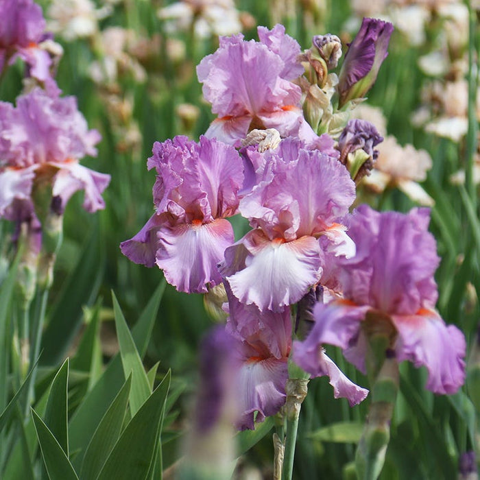 Persian Berry Reblooming Bearded Iris|Persian Berry Reblooming Bearded Iris
