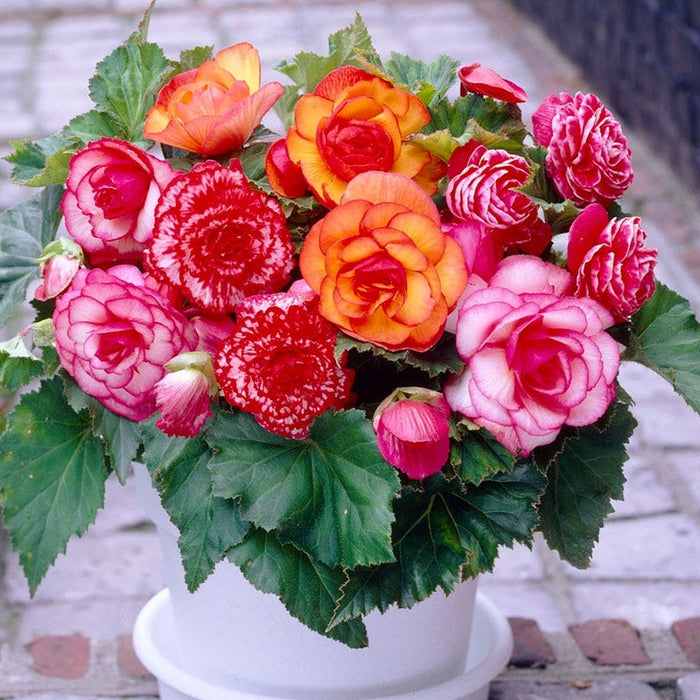 Picotee Begonia Mix|Picotee Begonia Mix in a container