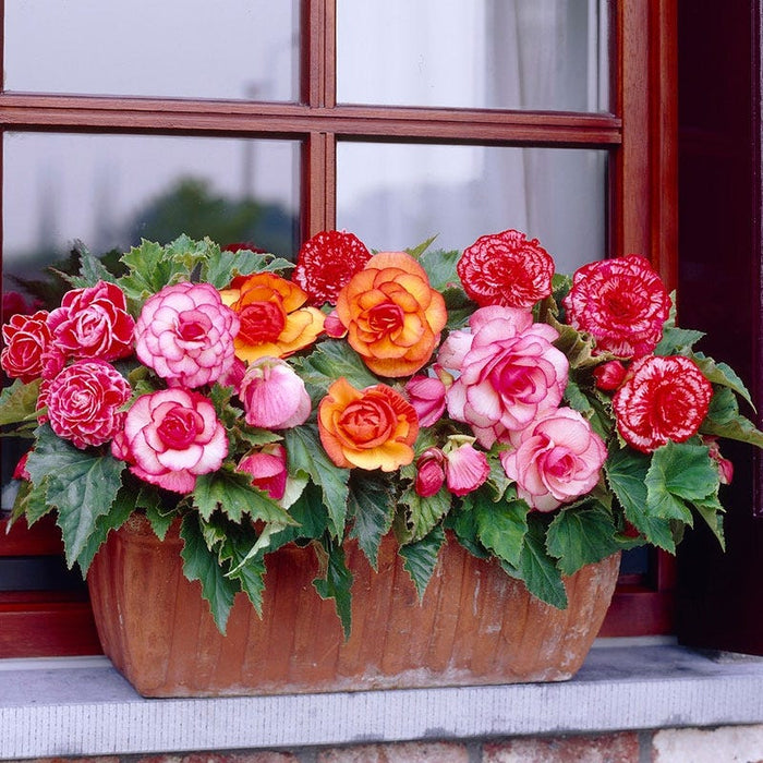 Picotee Begonia Mix|Picotee Begonia Mix in a window box