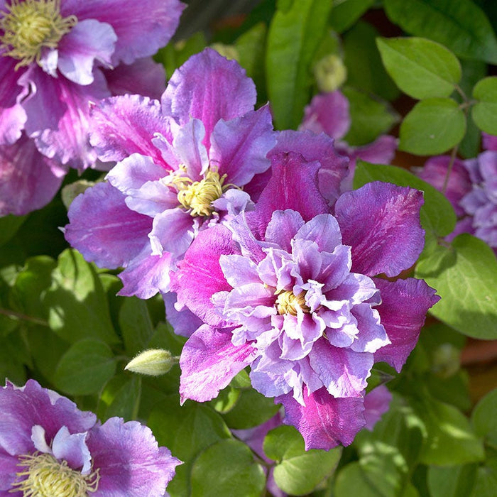 Piilu® Clematis Vine|Piilu® Clematis Vine, Clematis Piilu®, Clematis Little Duckling