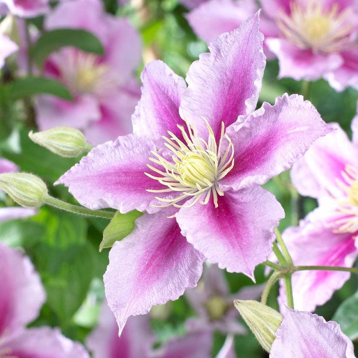 Piilu® Clematis Vine|Clematis Vine Piilu close up pink flowers - second bloom
