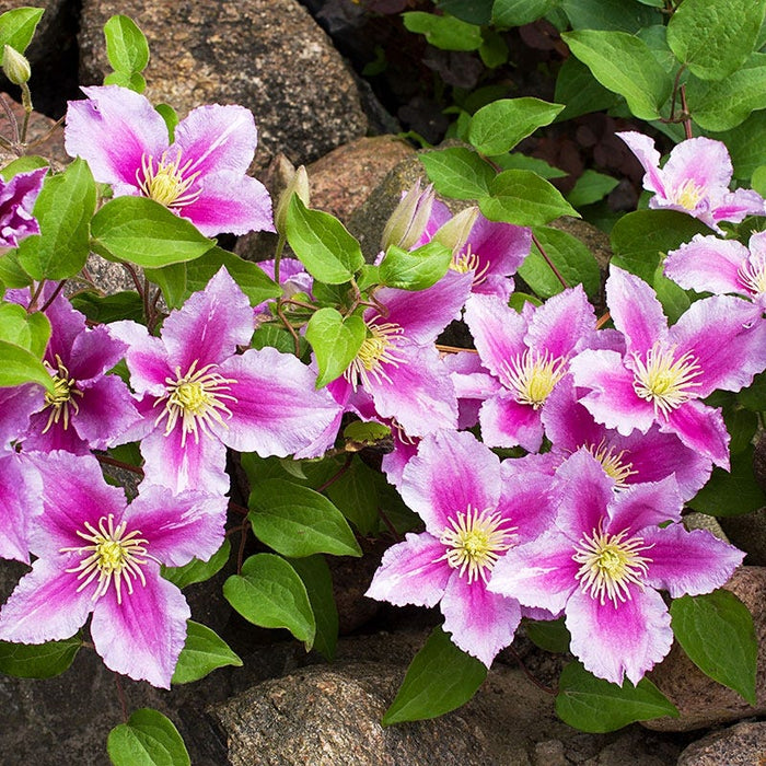 Piilu® Clematis Vine|Clematis Vine Piilu growing on the rocks as a groundcover