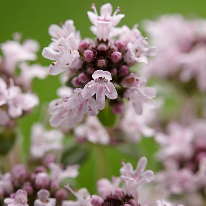 Pink Chintz Creeping Thyme|Pink Creeping Thyme Pink Chintz, Thymus serpyllum