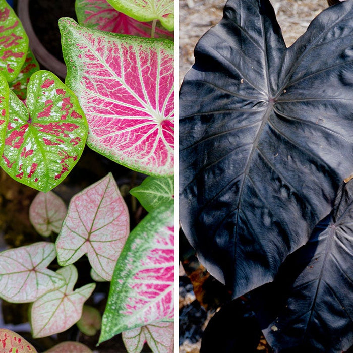 Pink Elephant Tropical Bulb Collection|Pink Elephant Tropical Bulb Collection