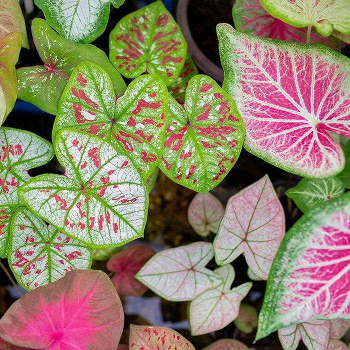 Pink Elephant Tropical Bulb Collection|PInk & White Caladium Mix