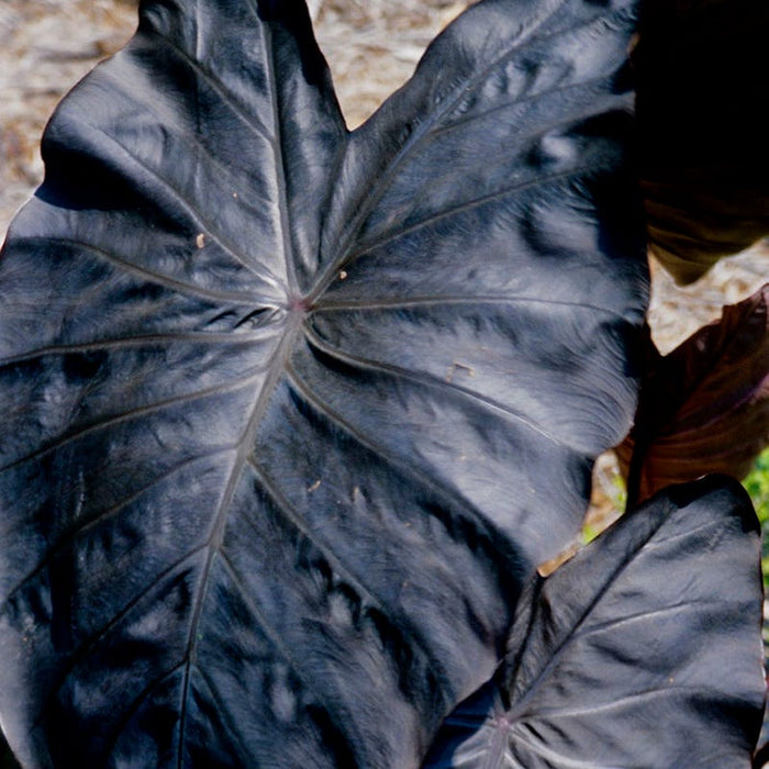 Pink Elephant Tropical Bulb Collection|Diamond Head Elephant Ear
