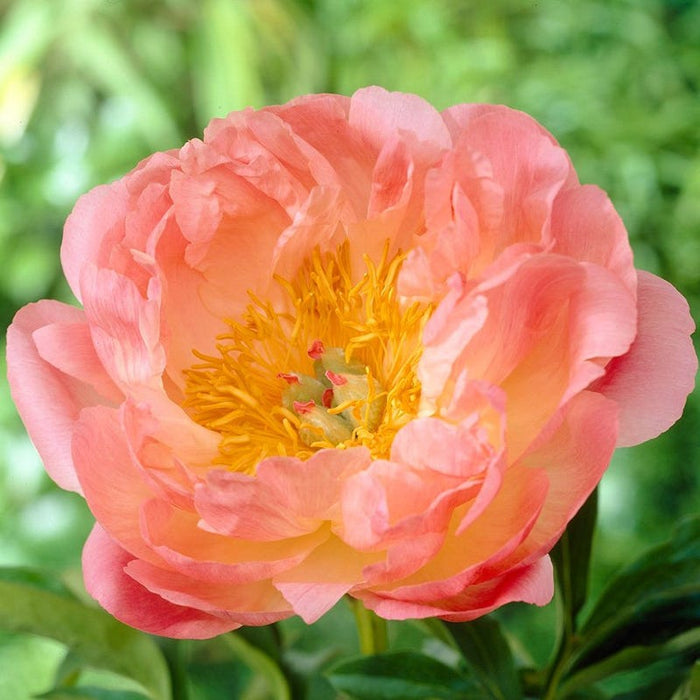 Pink Hawaiian Coral Peony|Pink Peony Pink Hawaiian Coral, Paeonia lactiflora