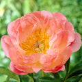 Pink Hawaiian Coral Peony|Pink Peony Pink Hawaiian Coral, Paeonia lactiflora