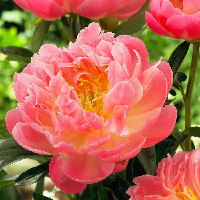 Pink Hawaiian Coral Peony|Pink Peony Pink Hawaiian Coral, Paeonia lactiflora