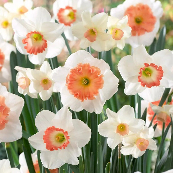 Pink Large Cupped Daffodil Mix|Pink and White Large Cupped Daffodil Bulbs Mixed Pink, Narcissus, Large Cupped Daffodils
