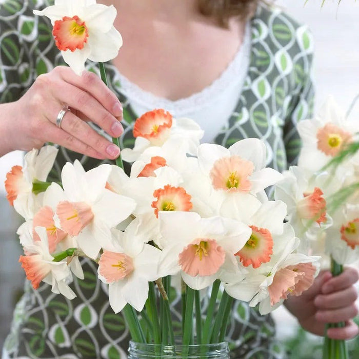 Pink Large Cupped Daffodil Mix|Pink and White Large Cupped Daffodil Bulbs Mixed Pink, Narcissus, Large Cupped Daffodils