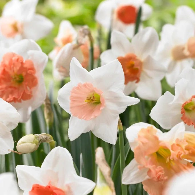 Pink Large Cupped Daffodil Mix|Pink and White Large Cupped Daffodil Bulbs Mixed Pink, Narcissus, Large Cupped Daffodils