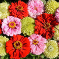 Pink Lemonade Zinnia Seed Mix|Pink Lemonade Zinnia Mix, Zinnia elegans Pink Lemonade Mix