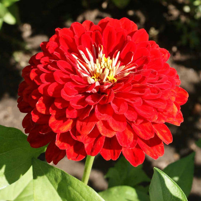 Pink Lemonade Zinnia Seed Mix|Zinnia Seeds Cherry Queen