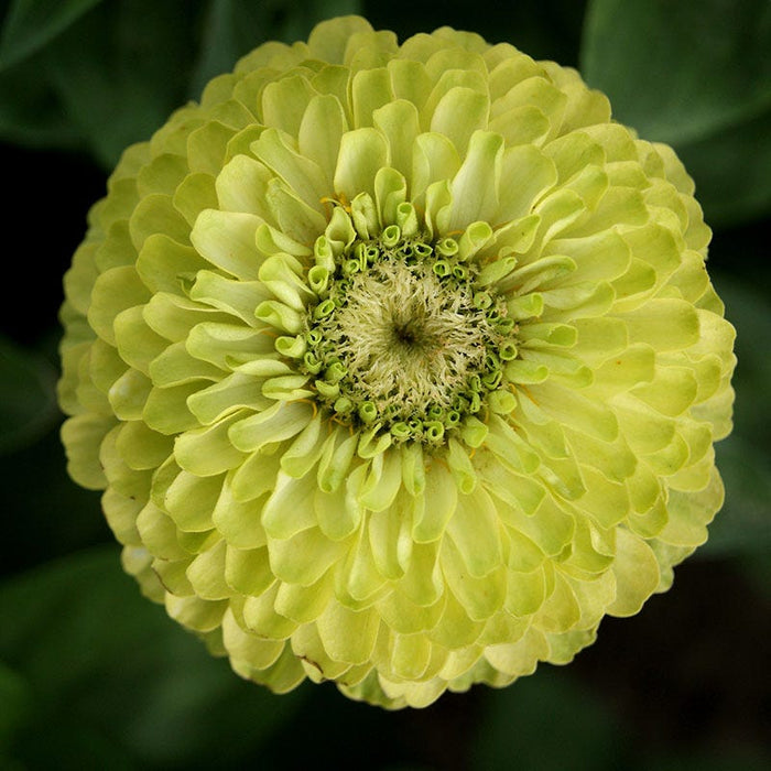 Pink Lemonade Zinnia Seed Mix|Dahlia Flowered Zinnia Seeds Envy