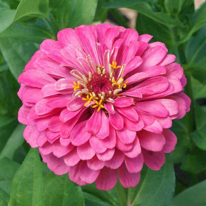 Pink Lemonade Zinnia Seed Mix|Zinnia Seeds Luminosa