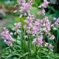 Pink Spanish Bluebells|Pink Wood Hyacinth Bulbs Pink, Hyacinthoides hispanica, Wood Hyacinths, Spanish Bluebells, Scilla