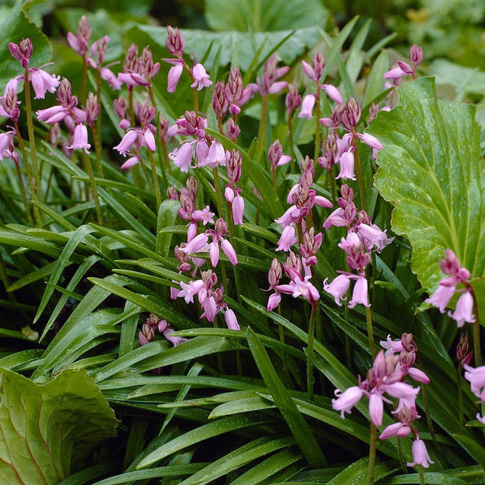 Pink Spanish Bluebells|Pink Wood Hyacinth Bulbs Pink, Hyacinthoides hispanica, Wood Hyacinths, Spanish Bluebells, Scilla