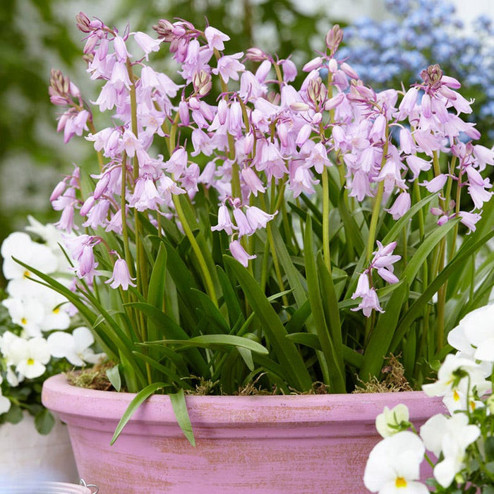 Pink Spanish Bluebells|Pink Wood Hyacinth Bulbs Pink, Hyacinthoides hispanica, Wood Hyacinths, Spanish Bluebells, Scilla, In Pot