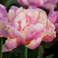 Pink Star Double Late Tulip|Double Late Tulip Pink Star, Tulipa Pink Star