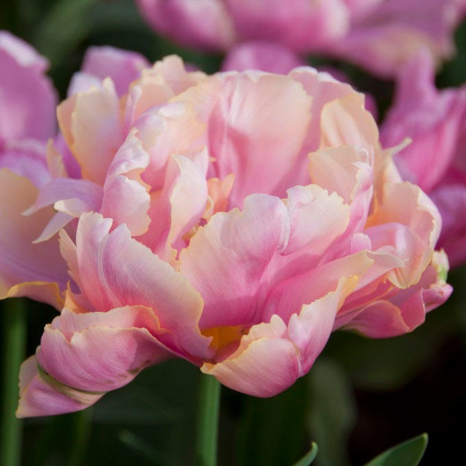 Pink Star Double Late Tulip|Double Late Tulip Pink Star, Tulipa Pink Star