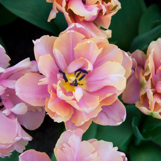 Pink Star Double Late Tulip|Double Late Tulip Pink Star, Tulipa Pink Star