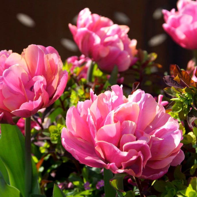 Pink Star Double Late Tulip|Double Late Tulip Pink Star, Tulipa Pink Star