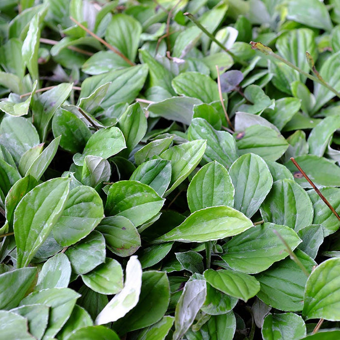 Plantain-leaf Pussytoes|Plantain-leaf Pussytoes