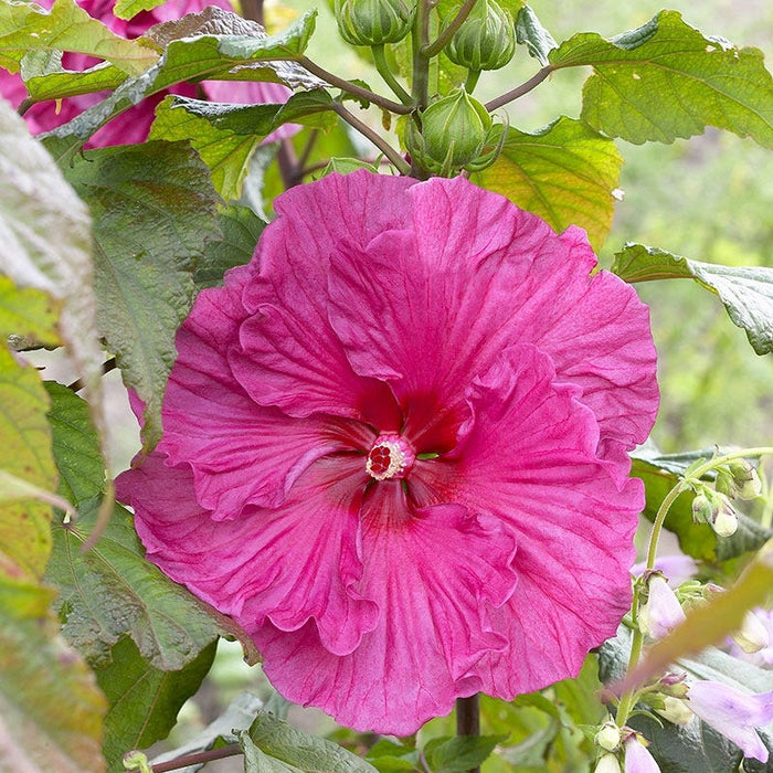Plum Crazy Hibiscus|Pink Hibiscus Plum Crazy, Hibiscus, Hardy Hibiscus