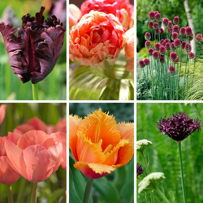Plum Perfect Bulb Collection|Plum Perfect Bulb Collection