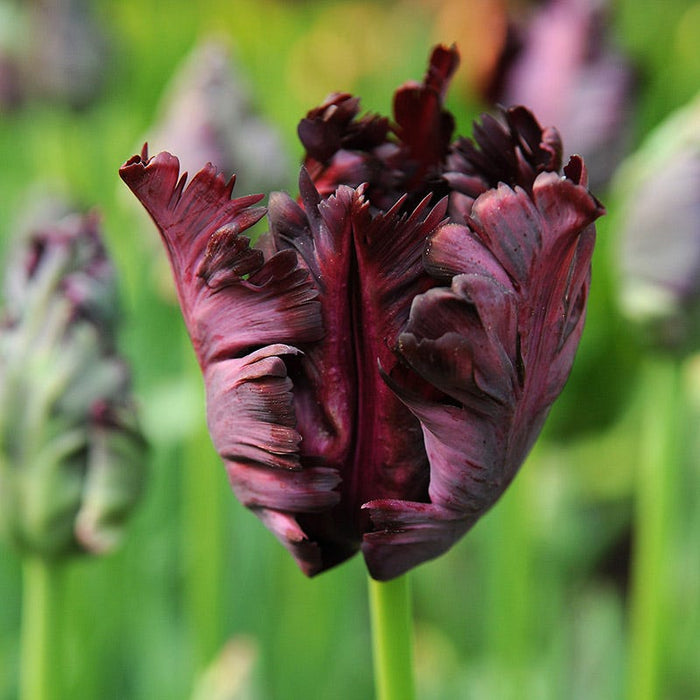 Plum Perfect Bulb Collection|Black Parrot Tulip