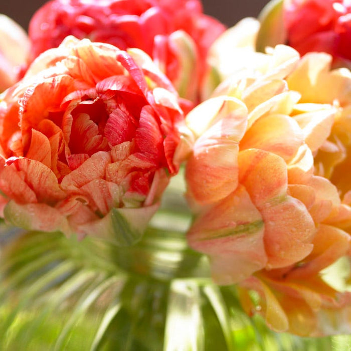 Plum Perfect Bulb Collection|Gudoshnik Double Late Tulip